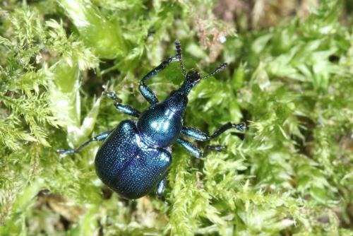 Byctiscus betulae